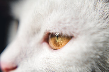 Portrait of beautiful white cat. Light brown eays, face close up.