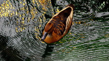 A Beautiful Duck Seen From Above On A Sheet Of Water