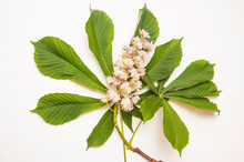 Branch Of Blossoming Chestnut With Green, Beautiful Leaves On A Light Background. Chestnut Blooms With White Little Flowers