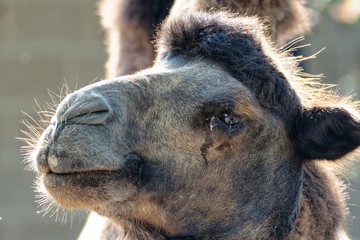 Camel