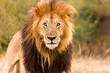 Löwe. Starker Blick. Auge in Auge mit einem Löwen König in der Savanne