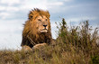 Löwe - Löwen König mit stolzem Blick über sein Reich
