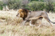 Löwe - Löwen König jagt in der Savanne