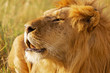 Löwe -  Löwen König ruft sein Rudel in der Savanne