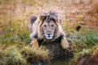 Löwe - Durstiger Löwen König in der Savanne