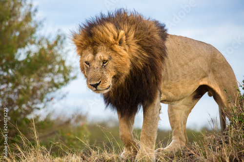Zdjęcie XXL Lion - Mighty Lion King jest gotowy do skoku