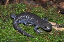 Jefferson Unisexual Ambystoma Salamander