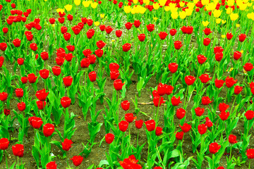 Field of red and yellow tulips