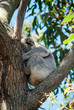 Koala in the fork of a tree sleeping