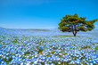 Mountain, Tree and Nemophila (baby blue eyes flowers) field, blue flower carpet, Japanese Natural Attraction. Hitachi Seaside Park, Ibaraki, Japan.