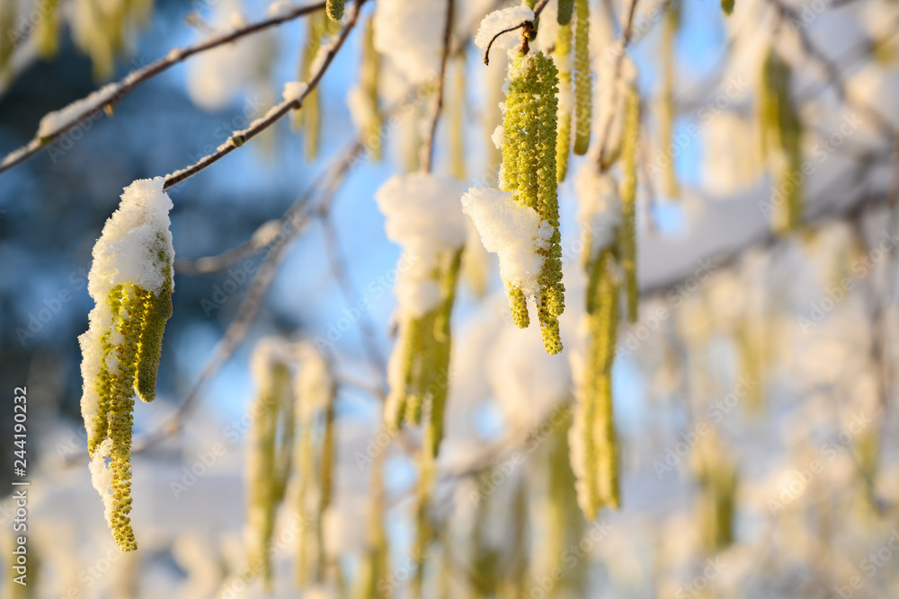 hazel catkins (Corylus avellana) with snow on a sunny winter day, blue sky in the background, copy space - obrazy, fototapety, plakaty 