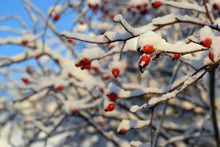 Rose Hips On A Bush Covered With Snow, Blue Sky In The Background, Copy Space