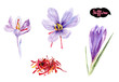 saffron crocus flower watercolor hand drawn illustration