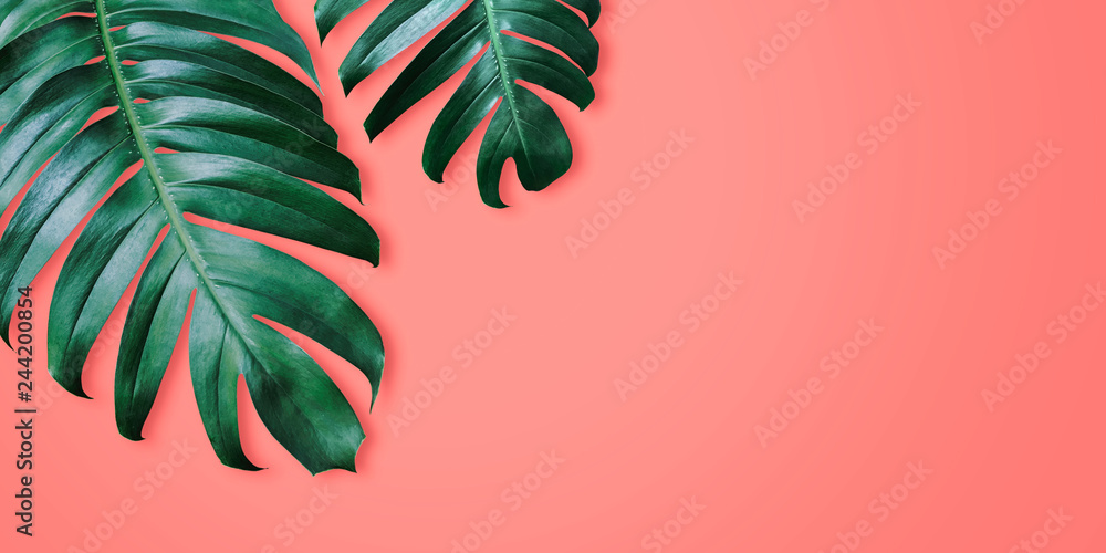 Philodendron tropical leaves on coral color background minimal summer - obrazy, fototapety, plakaty 