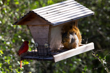 Cardinal And Squirrel Sharing Lunch
