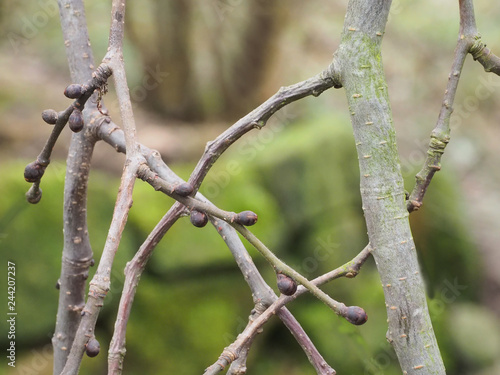 Knospen Der Hangeulme Warten Auf Den Fruhling Buy This