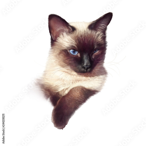 Siamese Cat Isolated On White Backgrounf Realistic Drawing Of A