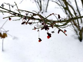 Red berries on the branches in the winter garden, close up