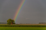 Fototapeta Tęcza - Rainbow Touching a Tree