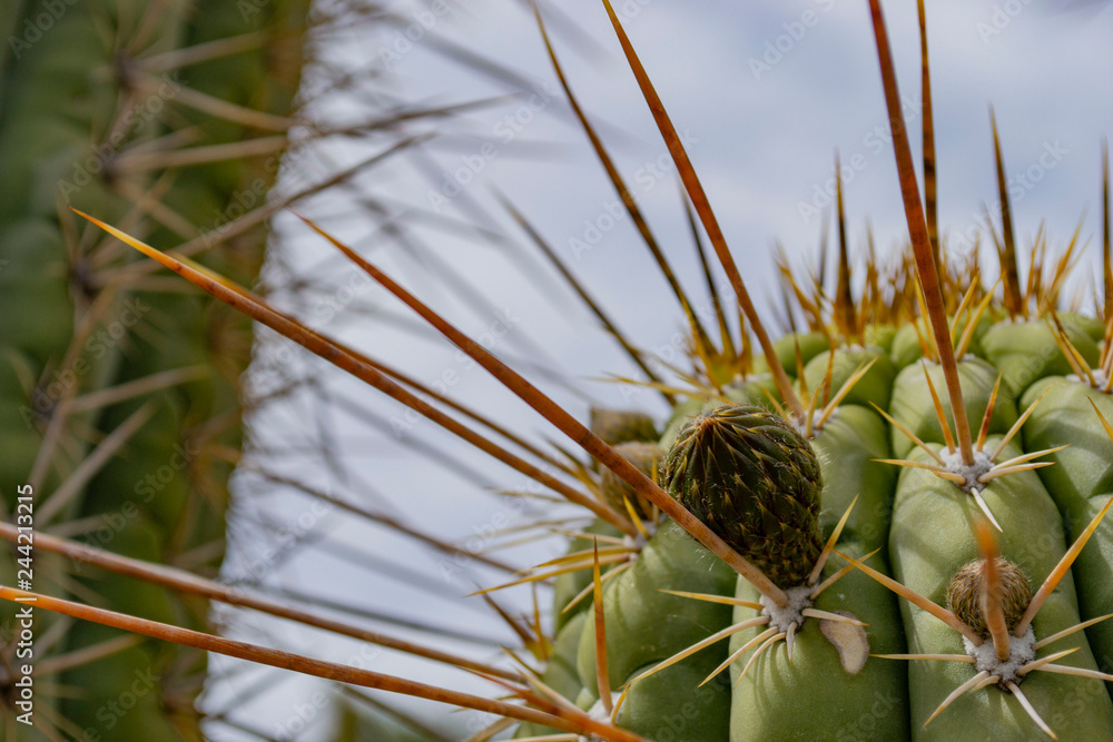 big cactus needles. needles from cactus close shot. with a small nascent  process between the needles Stock Photo | Adobe Stock