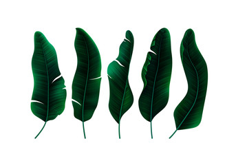Fototapete - Vector Tropical Palm Leaves Isolated on White Background
