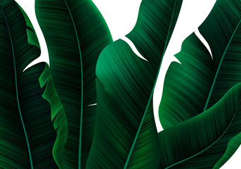 Fototapete - Tropical Realistic Palm Leaves. Vector Floral Pattern on White Background