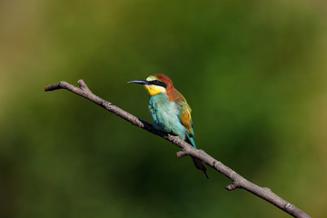 Wall Mural - European Bee-eater (Merops apiaster).