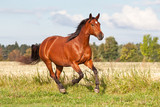 Fototapeta Konie - Nice brown horse running on the pasture in summer