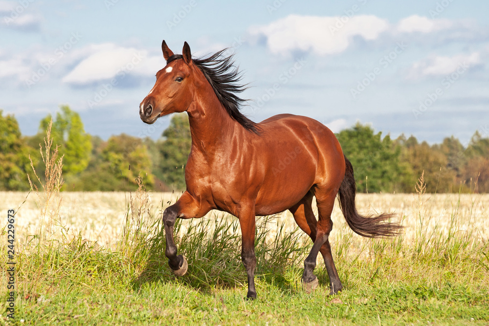 Obraz na płótnie Nice brown horse running on the pasture in summer w salonie