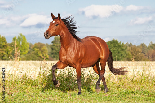 Fotografía Nice brown horse running on the pasture in summer