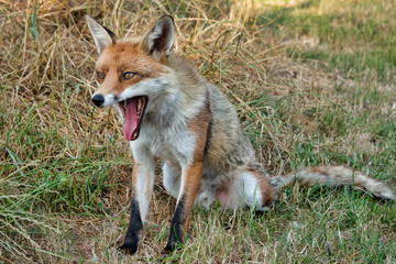 Aufkleber - A close up portrait of a male dog fox sitting on the grass with its mouth wide open yawning
