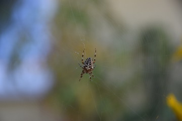 spider on a web