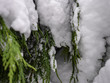 Closeup of Evergreen Tree Covered in Snow