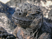 Salt Water Iguana Close Up Free Stock Photo - Public Domain Pictures