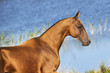 Golden buckskin Akhal-Teke horse stands in the sunlight near water. Horizontal,portrait,sideview.