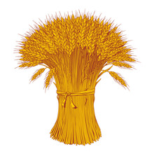 Sheaf Of Wheat Enagraving. Ears Of Wheat, Barley Or Rye. Vector Illustration.