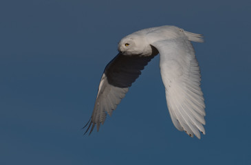 Wall Mural - Snowy Owl in Flight in Canada 