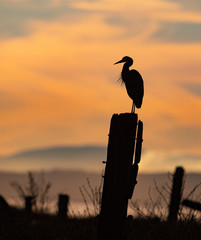 Wall Mural - great blue heron at sunset in canada