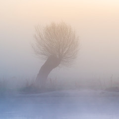  Oszronione drzewo. Wierzba w porannej mgle
