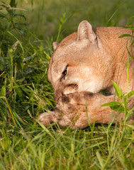 Wall Mural - Mountain lion cleaning its paws