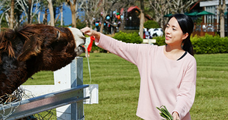 Wall Mural - Woman feeding donkey