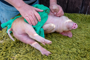 Man with red hair wipes piglet after bathing with green towel