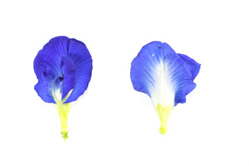 Poster - Butterfly pea Close up