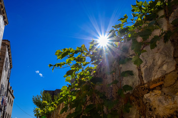 tree and the sun