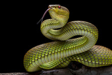Green Goldy Viper -  - Reptil Animals Photo Collection