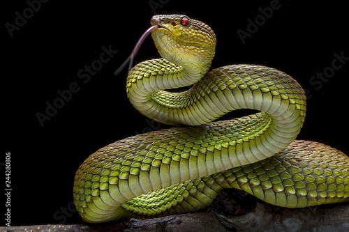 Cuadros en Lienzo Green Goldy Viper - - Reptil Animals Photo Collection