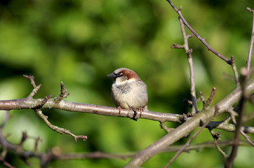 Naklejka na meble Männlicher Haussperling auf einem Zweig im Winter