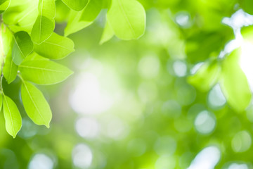 Close up beautiful view of nature green leaves on blurred greenery tree background with sunlight in public garden park. It is landscape ecology and copy space for wallpaper and backdrop.