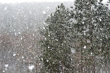 snow on the trees