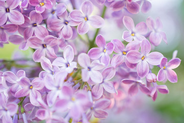 Wall Mural - Lilac flowers blossom flowers in spring garden. Soft selective focus.  Floral natural background spring time season.